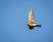 American Kestrel with a Dragonfly