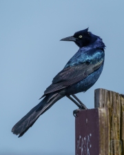 Boat-Tailed Grackle