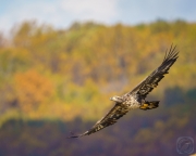 Autum Eagle