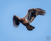 Bald Eagle Juvenile