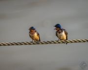 Barn Swallow Conversation