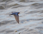 Barn Swallow in Flight