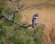 Belted Kingfisher in a Tree 2