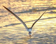 Black Skimmer