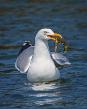 Blue Crab Feast