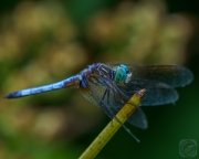 Blue Dasher (Male)