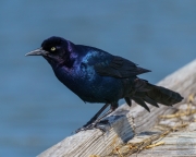 Boat-Tailed Grackle