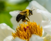 Bumblebee on Tree-Peony