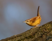 Carolina Wren