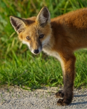 Cautious Fox Cub