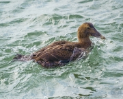 Common Eider