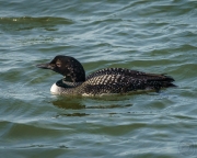 Common Loon