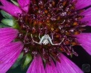 Crab Spider on Echinacea