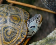 Diamondback Terrapin