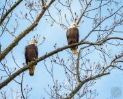 Eagles in Liriodentron