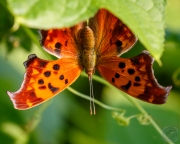 Eastern Comma Butterfly