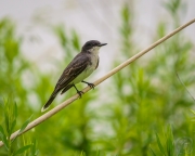 Eastern Kingbird