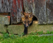 Fox Cub