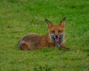 Friendly Fox