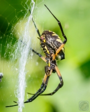 Golden Argiope