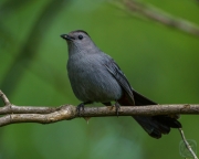 Gray Catbird wtih Spider Snack