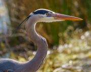 Great Blue Heron Portrait