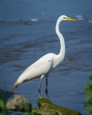 Great Egret