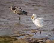 Great Egret with Fish