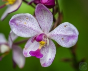 Ground Orchid