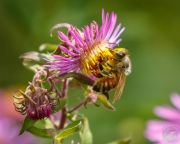 Honeybee on Aster2