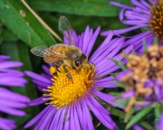 Honeybee on Aster3