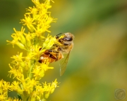 Honeybee on Goldenrod