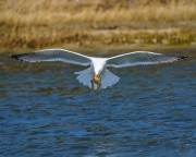 How to tell a Gull is from Maryland