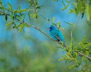 Indigo Bunting in the Willows