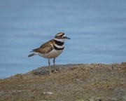 Killdeer