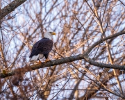 King of the Forest