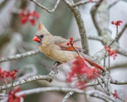 Lady Cardinal