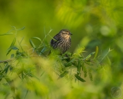 Lady Red-Winged Blackbird