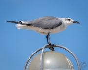 Laughing Gull Juvenile