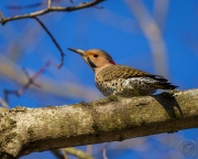 Northern Flicker