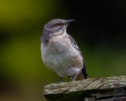 Northern Mockingbird