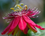 Passionflower