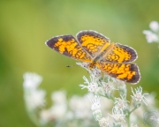 Pearl Crescent