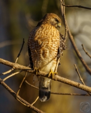 Red-Shouldered Hawk