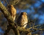 Red-Shouldered Hawks