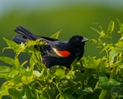 Red-Winged Blackbird