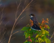 Resplendent Eastern Kingbird