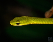 Roguh Green Snake