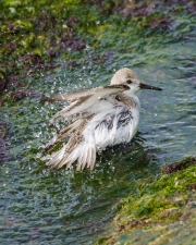 Sanderling Bathing in a Tide Pool