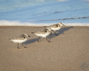 Sanderlings